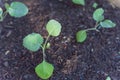 Young broccoli leaves with water drops growing on organic kitchen garden Royalty Free Stock Photo