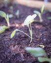 Young broccoli leaves with water drops growing on organic kitchen garden Royalty Free Stock Photo