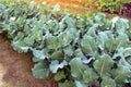 Young broccoli plants grow in home garden