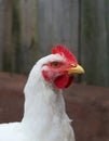 Young broiler chicken in the poultry yard