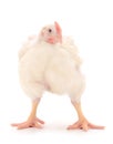 Young broiler chicken
