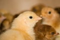 Young broiler chickens at the poultry farm