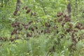 Young broken quaking aspen with dry leaves