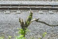 Broken tree on the background of railway rails