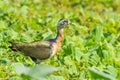 Young Bronze-winged Jacana