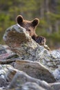 The young Broown Bear, Ursus arctos Royalty Free Stock Photo