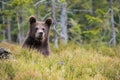 The young Broown Bear, Ursus arctos Royalty Free Stock Photo