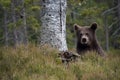 The young Broown Bear, Ursus arctos Royalty Free Stock Photo