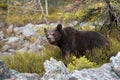 The young Broown Bear, Ursus arctos Royalty Free Stock Photo