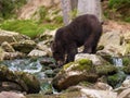 The young Broown Bear, Ursus arctos Royalty Free Stock Photo