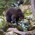 The young Broown Bear, Ursus arctos Royalty Free Stock Photo