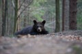 The young Broown Bear, Ursus arctos Royalty Free Stock Photo