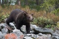 The young Broown Bear, Ursus arctos Royalty Free Stock Photo