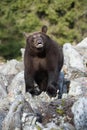 The young Broown Bear, Ursus arctos Royalty Free Stock Photo