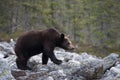 The young Broown Bear, Ursus arctos Royalty Free Stock Photo