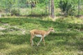 Young Female Gazelle in the Park