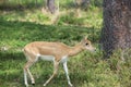 Young Female Gazelle in the Park