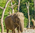 Young brown african elephant putting his trunk in his mouth closeup animal portrait Royalty Free Stock Photo