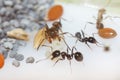 Young brown ant messor structor with a larva