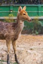 Young Brown Antlered Deer Standing