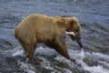 Young Brown Bear