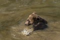 Young brown bear bathing in the river Royalty Free Stock Photo