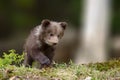Young brown bear cub in the fores Royalty Free Stock Photo