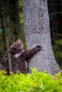 Young brown bear cub in the forest. Animal in the nature habitat Royalty Free Stock Photo