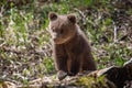 Young brown bear cub in the forest. Animal in the nature habitat Royalty Free Stock Photo