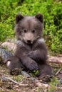Young brown bear cub in the forest. Animal in the nature habitat Royalty Free Stock Photo
