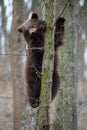 Young brown bear cub in the forest on tree. Animal in the nature habitat Royalty Free Stock Photo