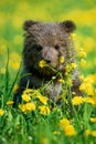 Young brown bear cub in the meadow with yellow flowers Royalty Free Stock Photo