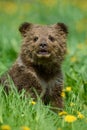 Young brown bear cub in the meadow with yellow flowers Royalty Free Stock Photo