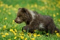 Young brown bear cub in the meadow with yellow flowers Royalty Free Stock Photo