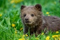 Young brown bear cub in the meadow with yellow flowers Royalty Free Stock Photo