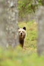 Young brown bear cub peeking between the trees in the forest at summer Royalty Free Stock Photo