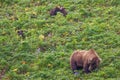 Young brown bear family on hillside