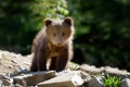 Young brown bear in the forest Royalty Free Stock Photo