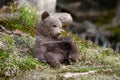 Young brown bear in the forest Royalty Free Stock Photo