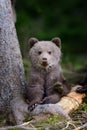 Young brown bear in the forest Royalty Free Stock Photo