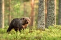 Young brown bear in forest scenery Royalty Free Stock Photo