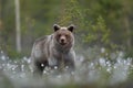 Young brown bear in forest scenery at summer Royalty Free Stock Photo
