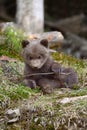 Young brown bear in the forest Royalty Free Stock Photo