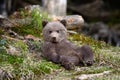 Young brown bear in the forest Royalty Free Stock Photo