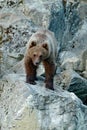 Young brown bear lost in the rock. Portrait of brown bear, sitting on the grey stone, animal in the nature habitat, Slovakia. Wild