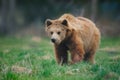 Young Brown bear (Ursus arctos)