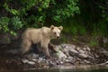 Young brown bear (Ursus arctos) by the river