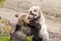 Young brown bears Royalty Free Stock Photo