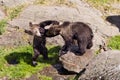 Young brown bears Royalty Free Stock Photo