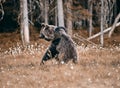 Young brown bears kissing and hugging